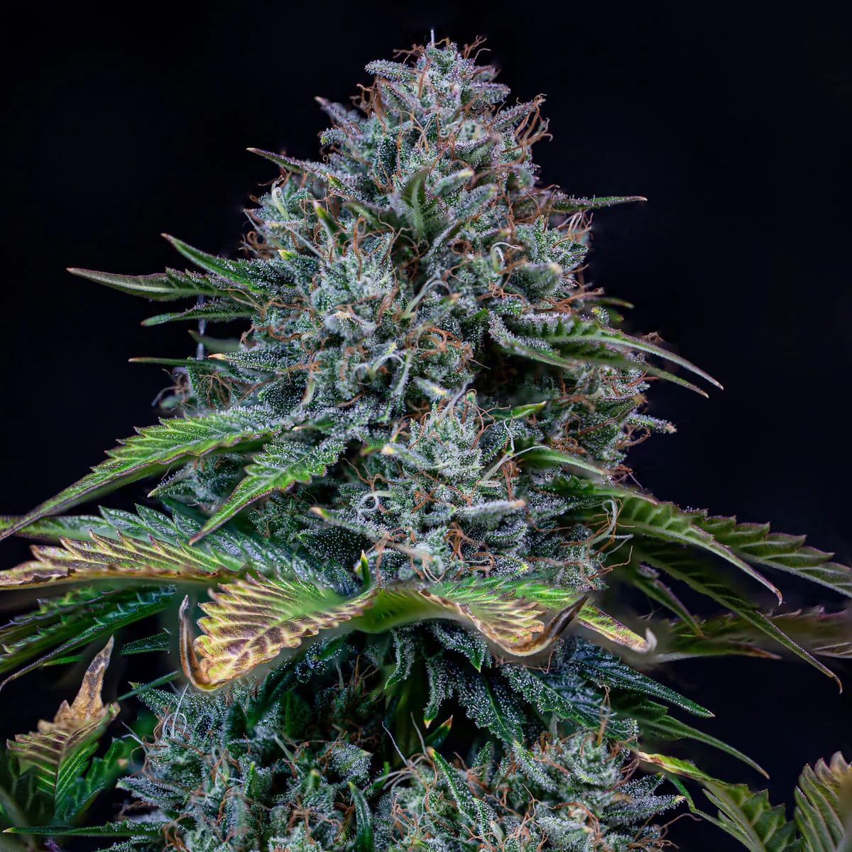 Creme de la Chem