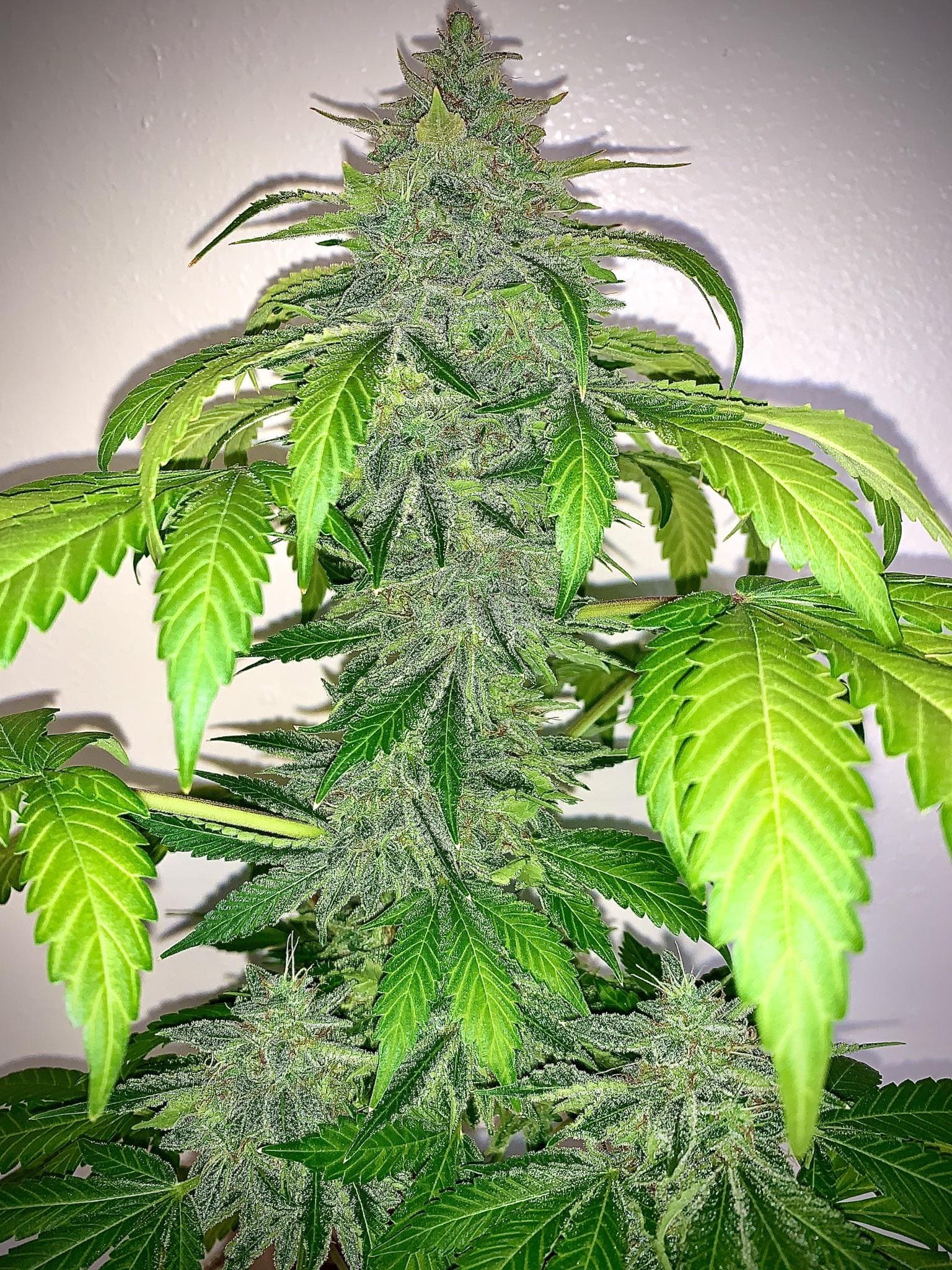 Deez Nuggs - Image 2