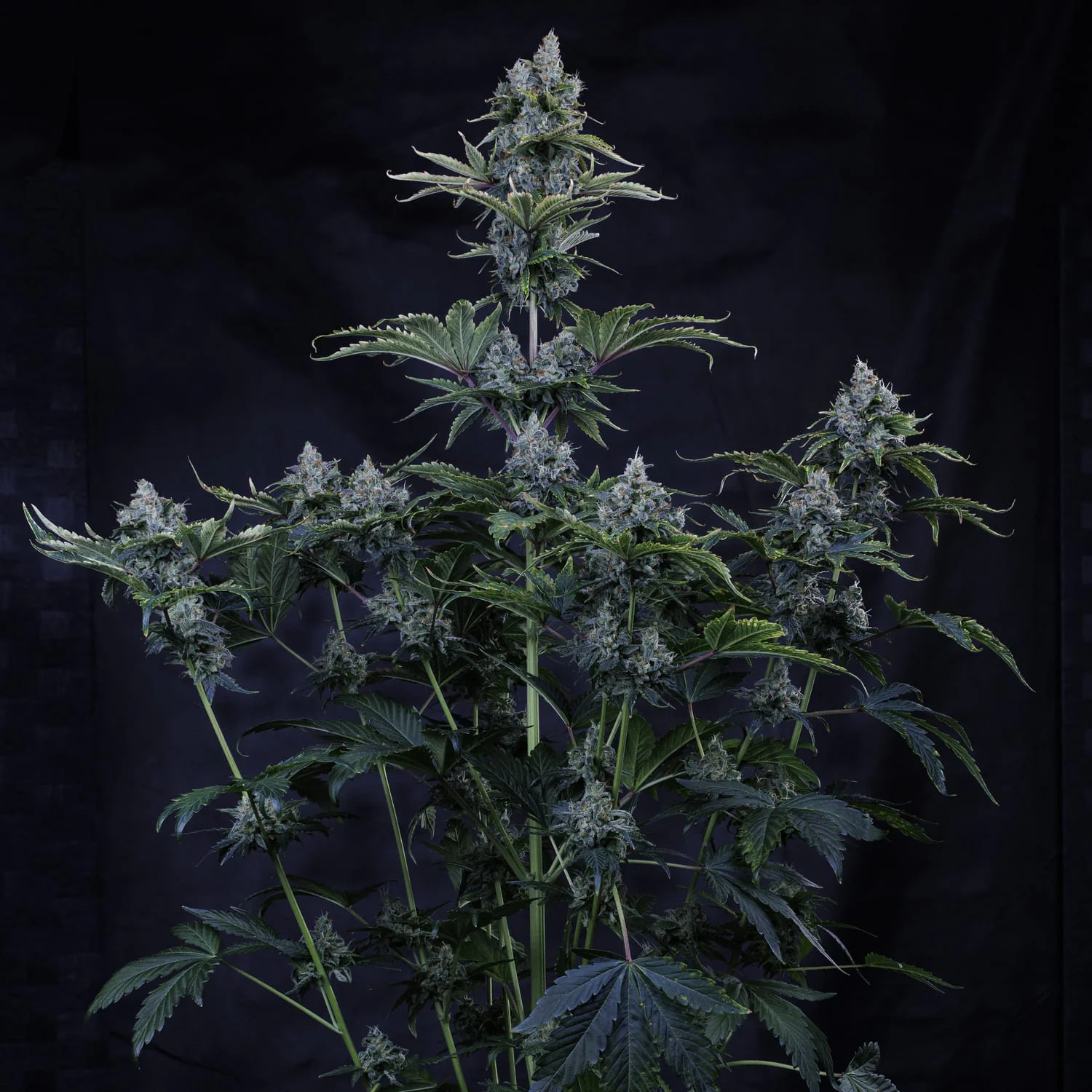Forgotten Cookies - Image 2