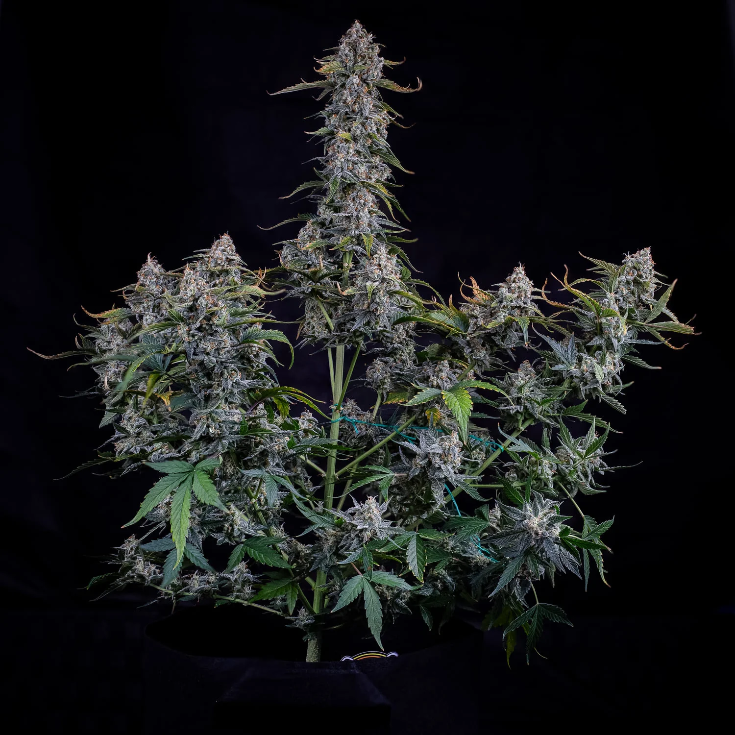 Forum Stomper - Image 2