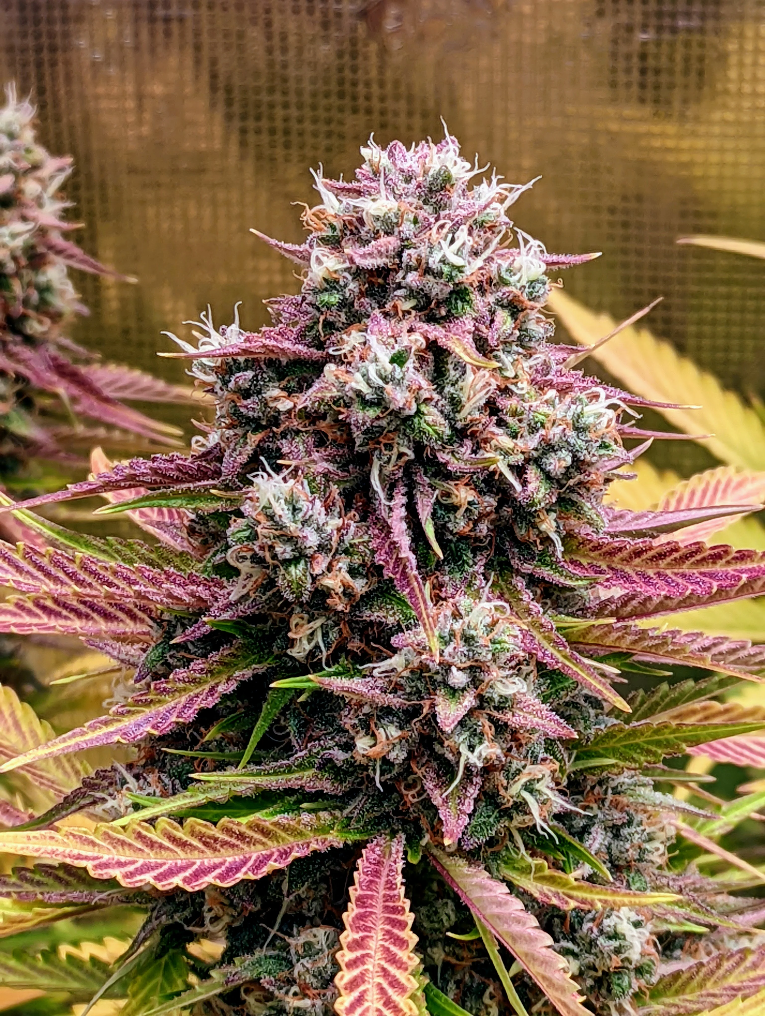 Grizzly Crinkle - Image 2