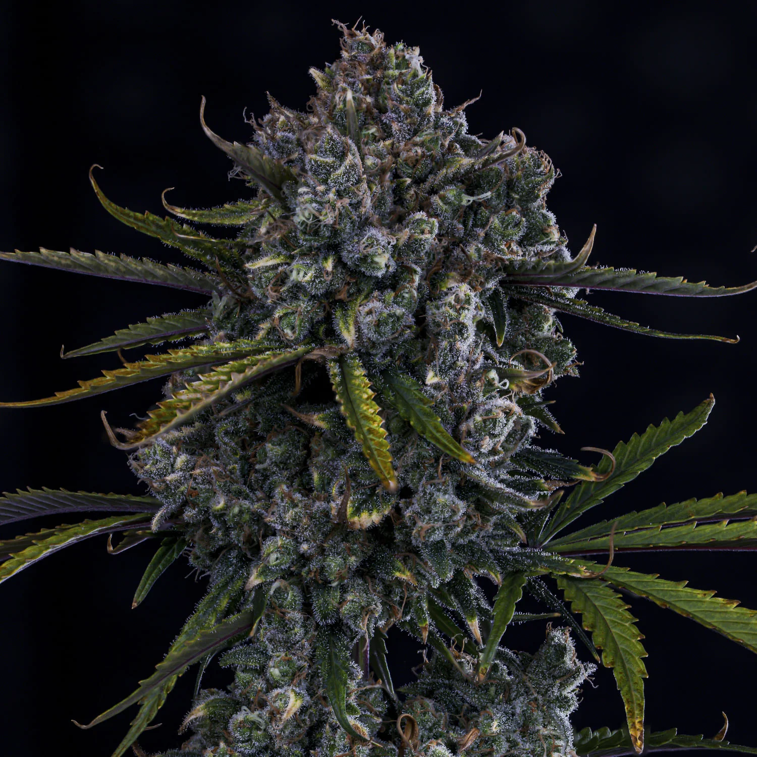 HubbaBubbaHaze - Image 2