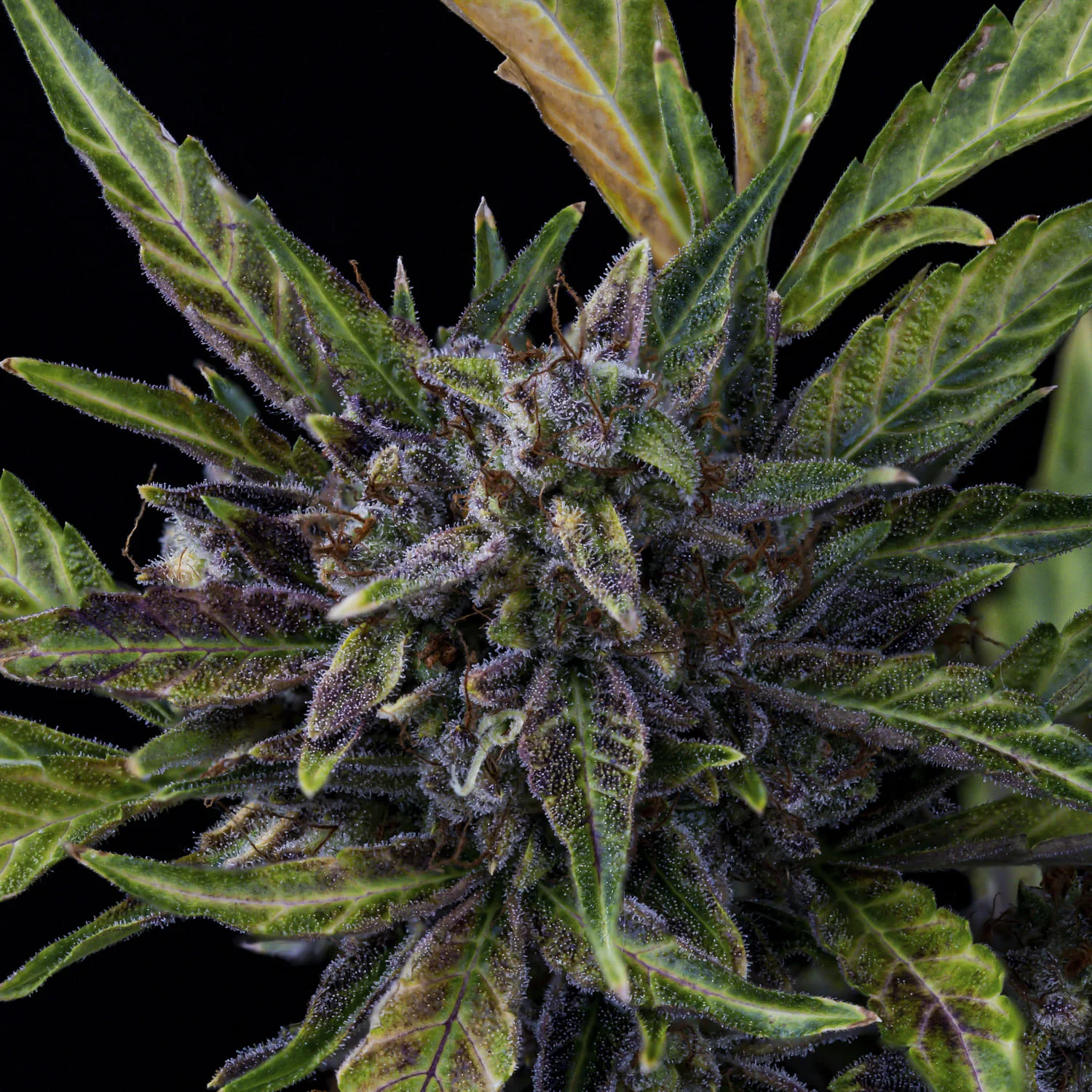 Jacob's Remedy - Image 2