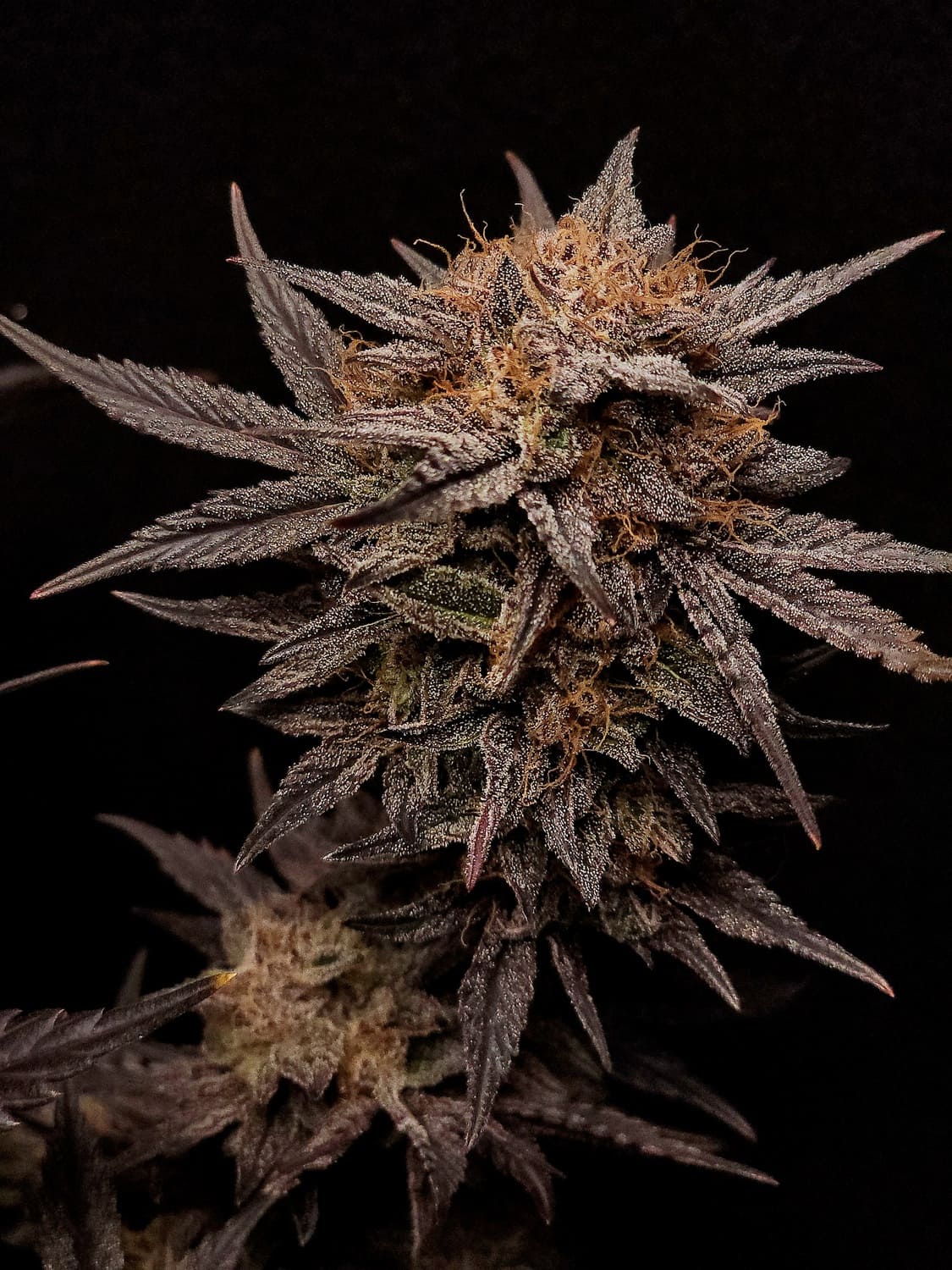 Mephisto's Grape Crush - Image 2