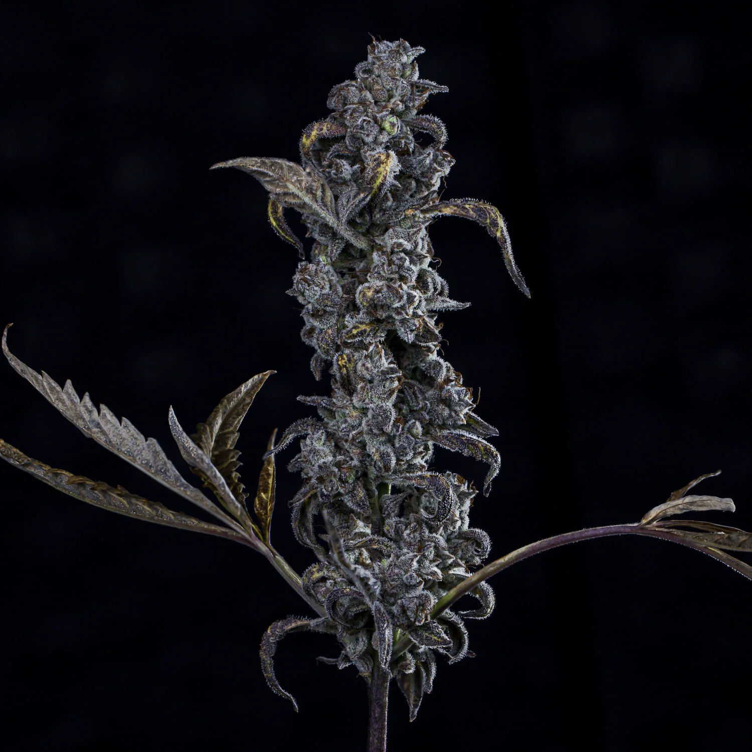 MephistO'z