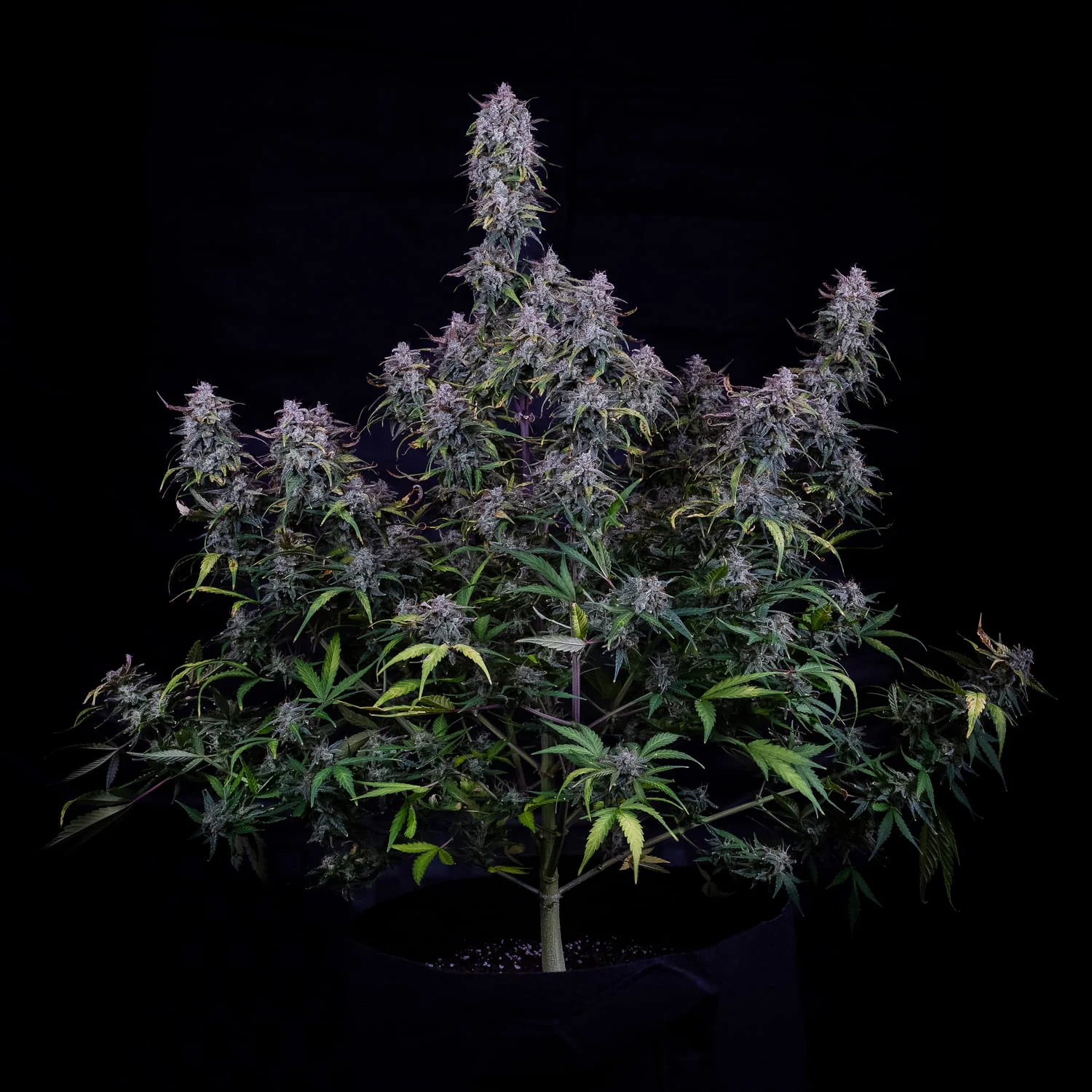 Old School Mango Haze - Image 2