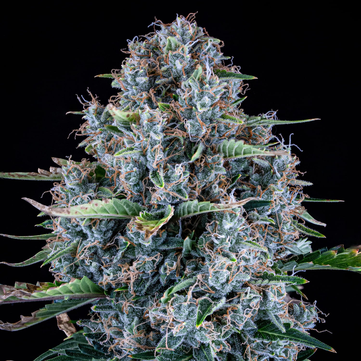 Pigletta's Purple Haze - Image 2
