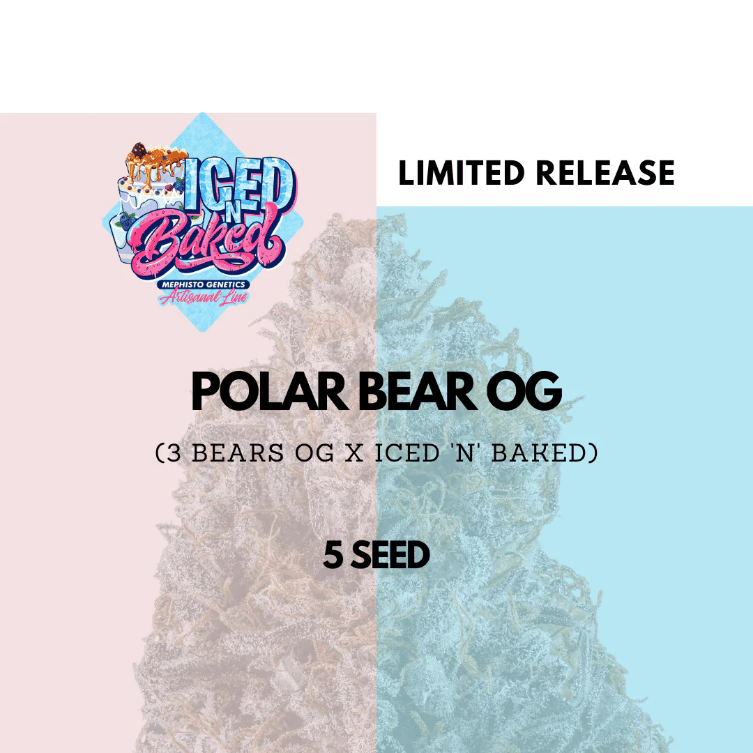 Polar Bear OG