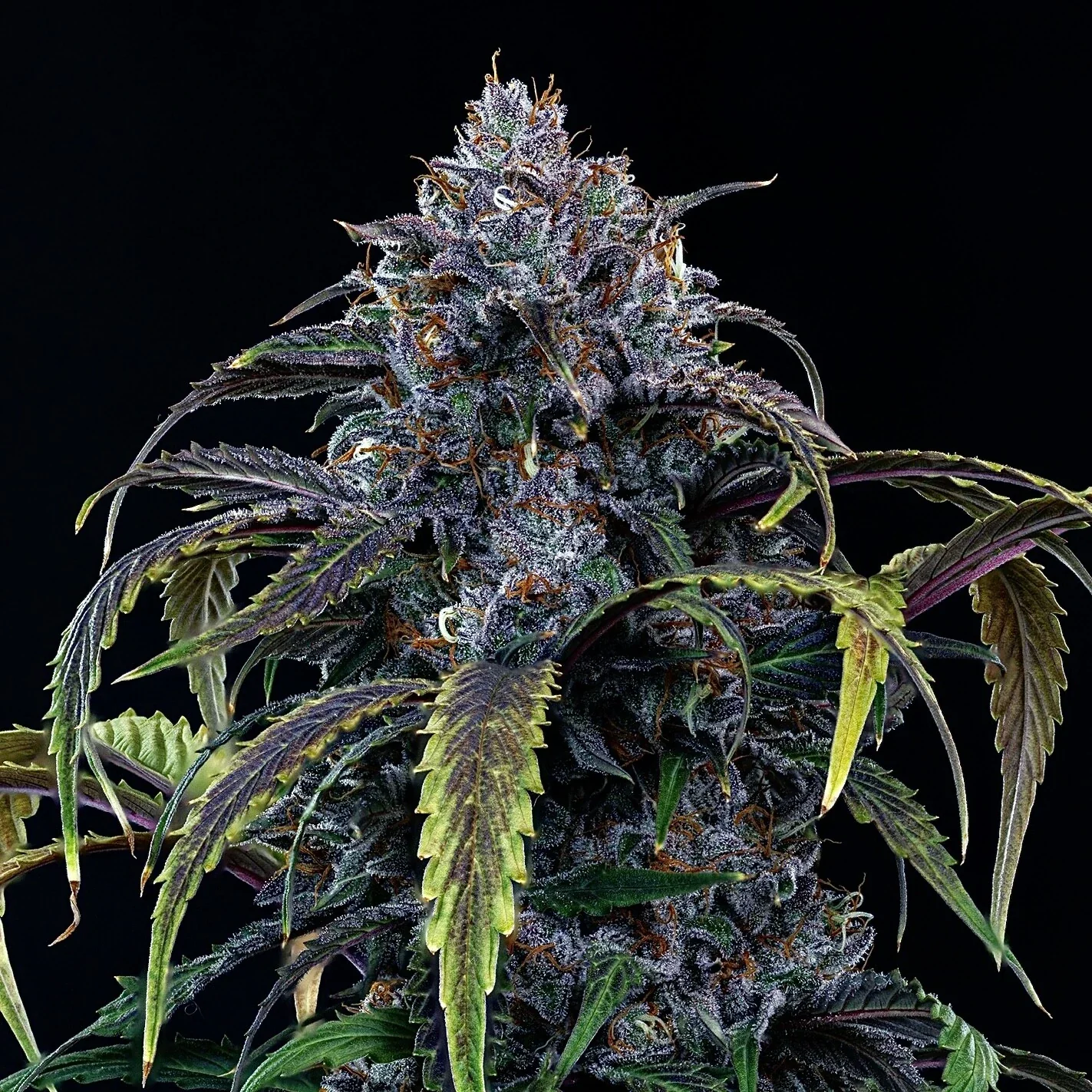 Rainbow Sundae 11