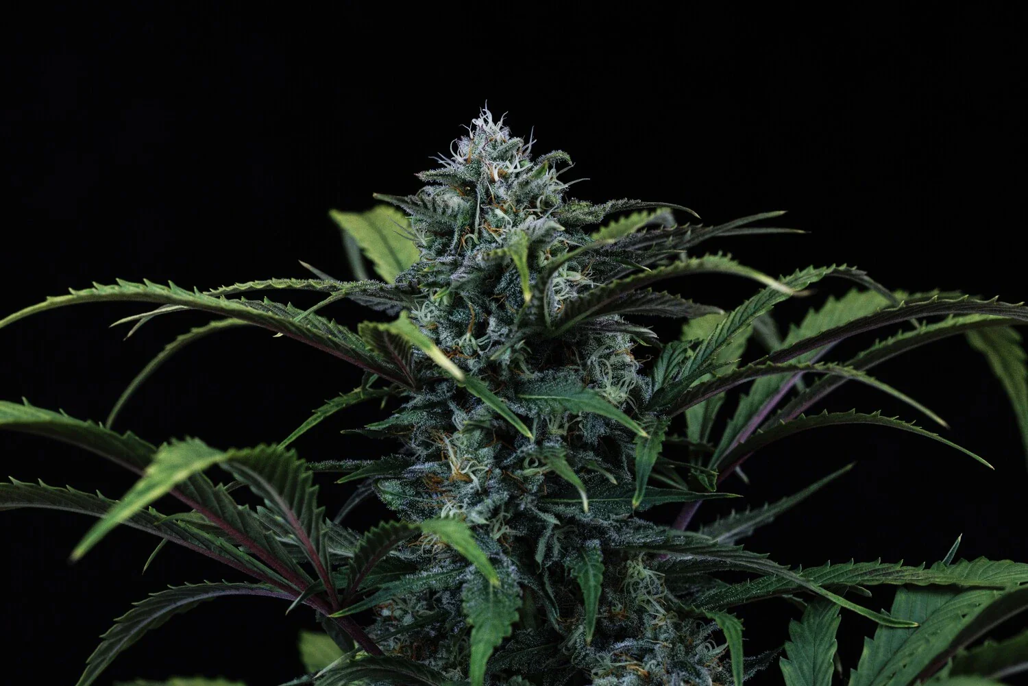Rainbow Sundae 11 - Image 10