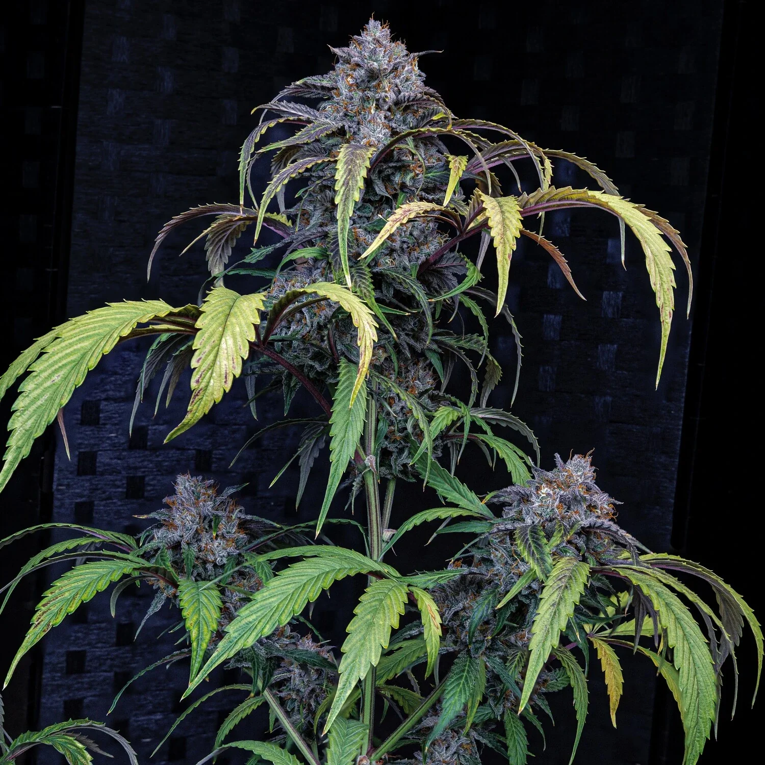 Rainbow Sundae 11 - Image 11