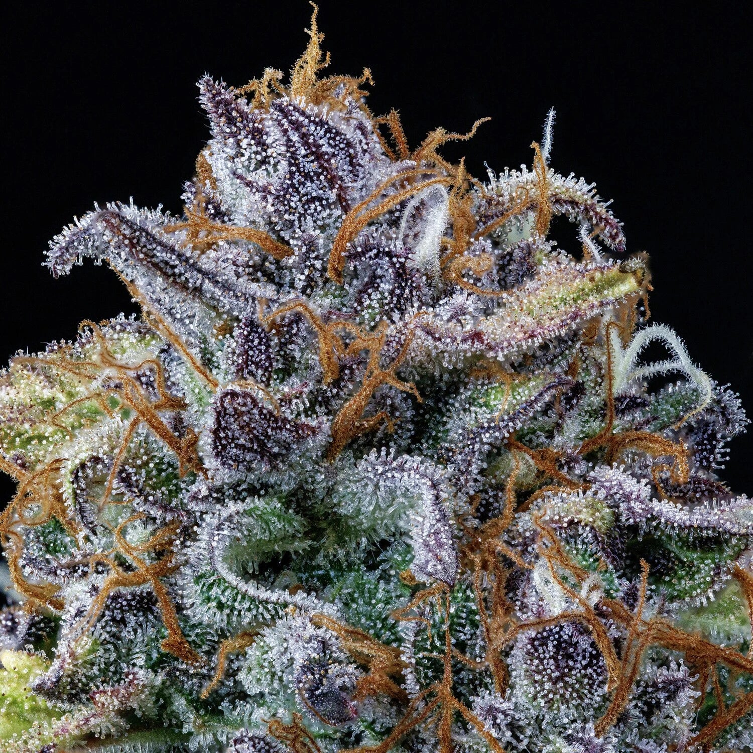 Rainbow Sundae 11 - Image 12
