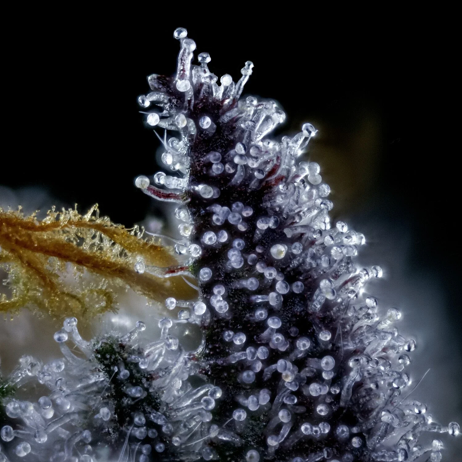 Rainbow Sundae 11 - Image 13