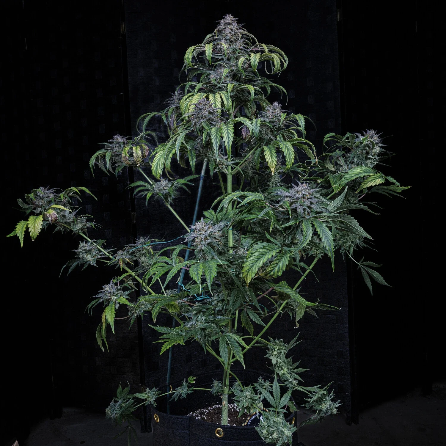 Rainbow Sundae 11 - Image 14
