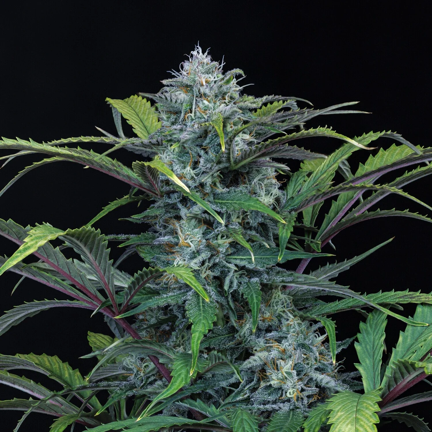 Rainbow Sundae 11 - Image 15