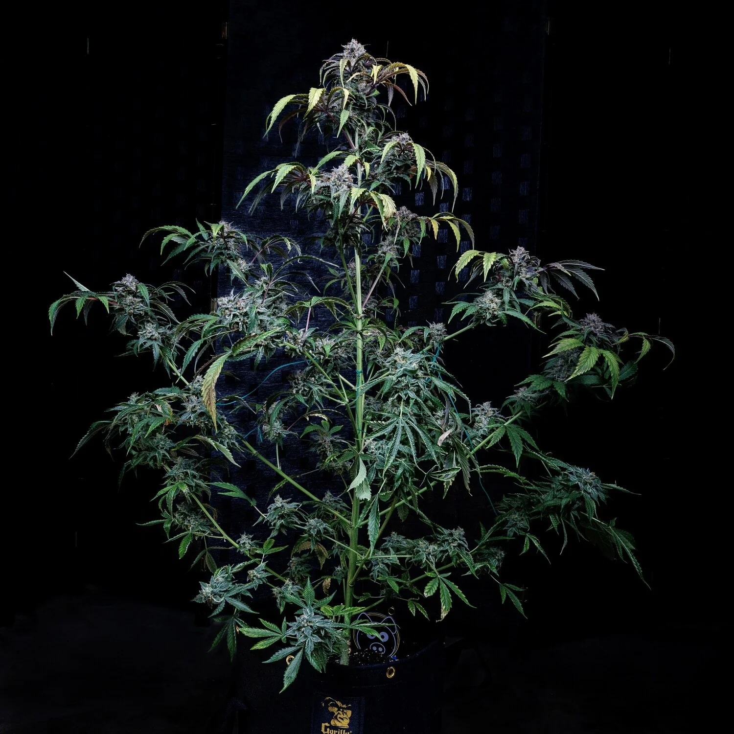Rainbow Sundae 11 - Image 5