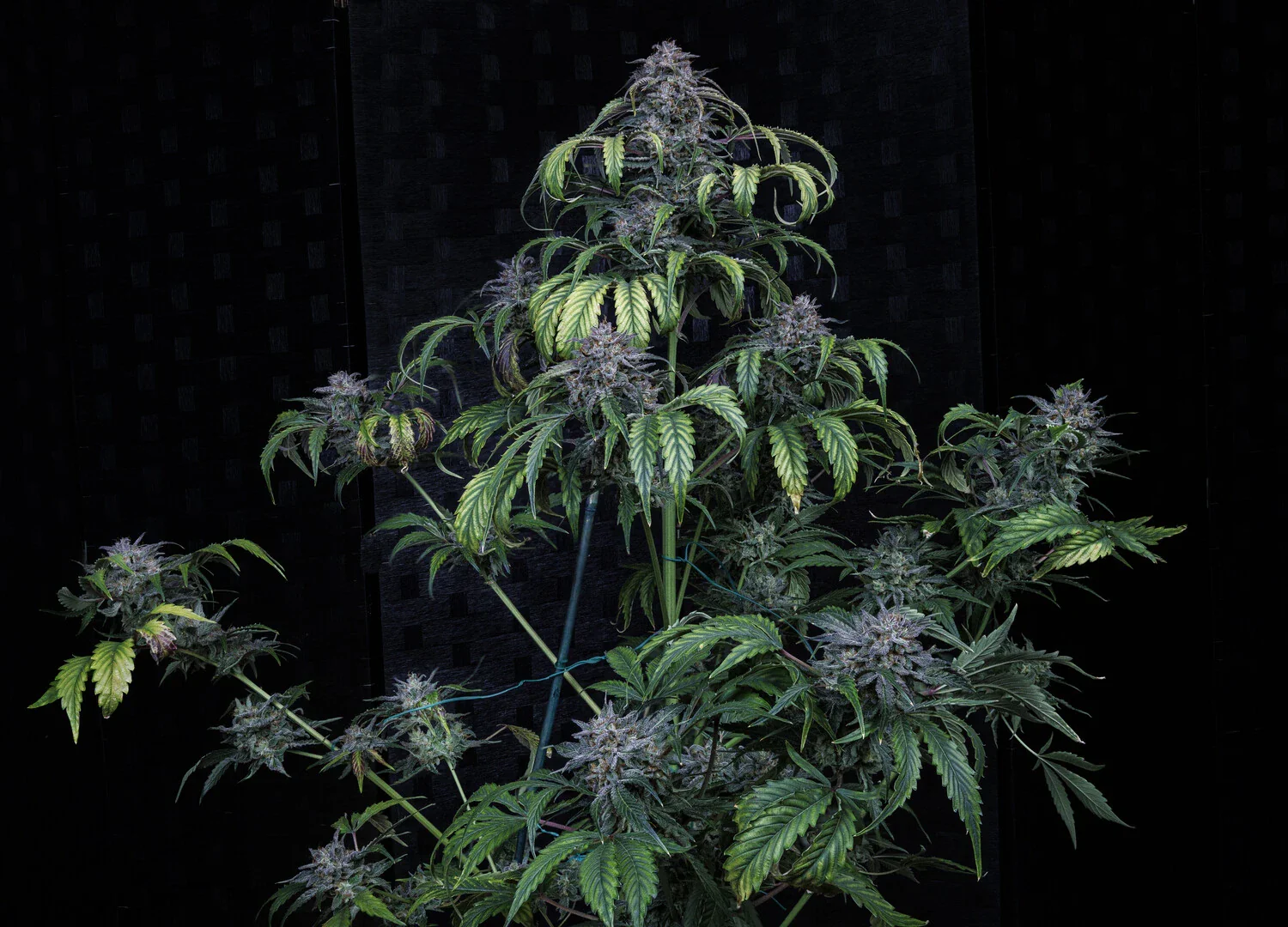 Rainbow Sundae 11 - Image 6