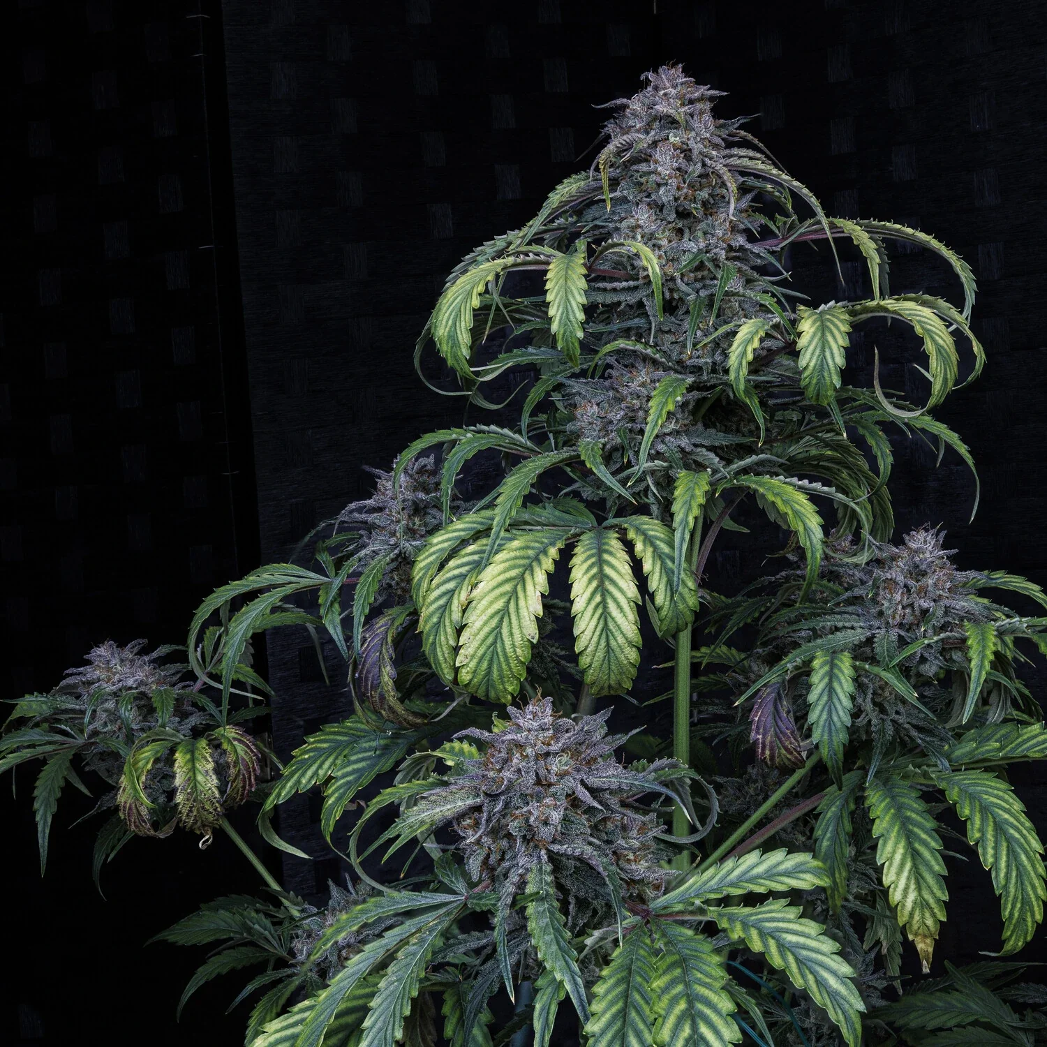 Rainbow Sundae 11 - Image 7
