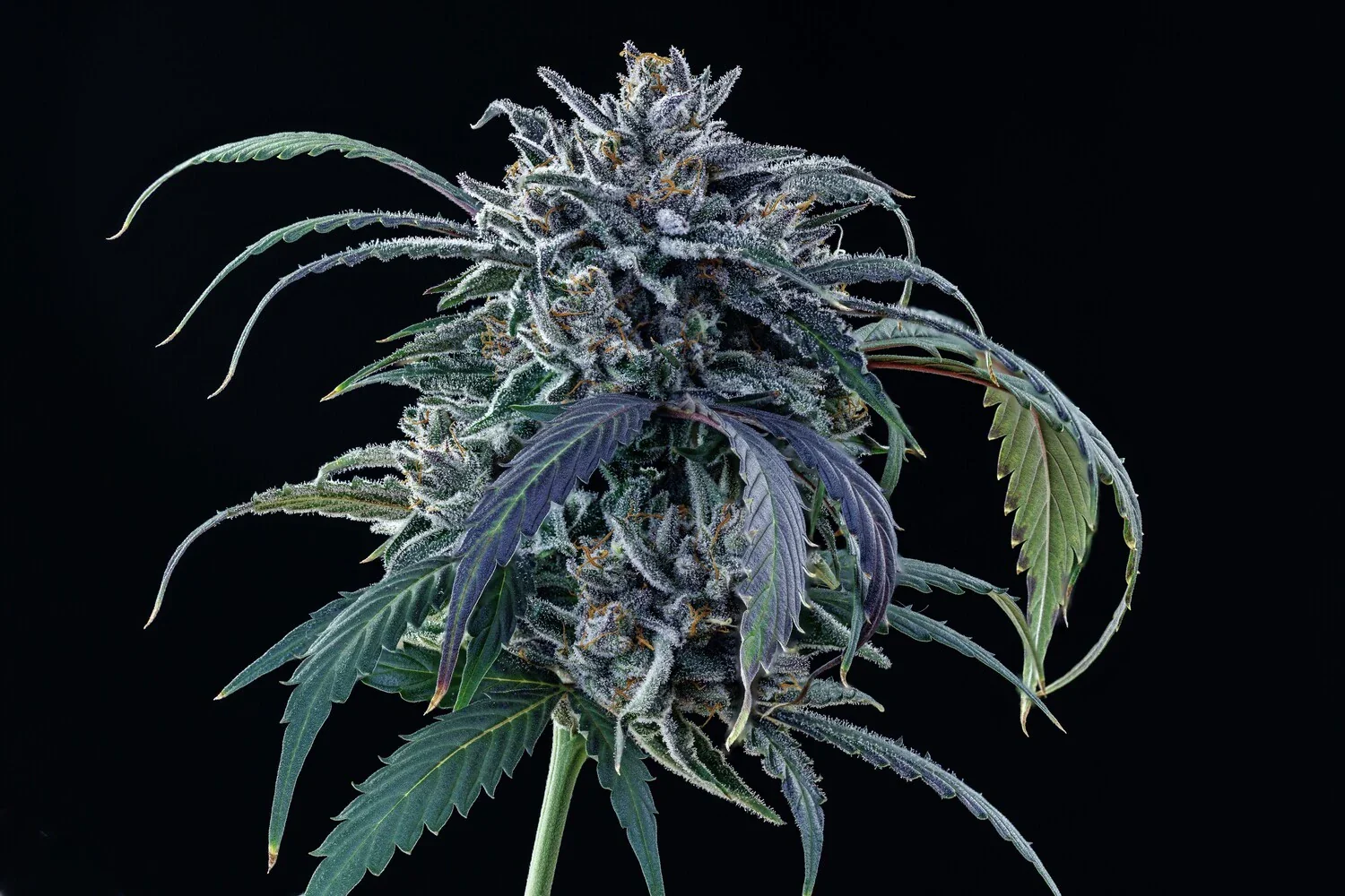 Rainbow Sundae 11 - Image 8