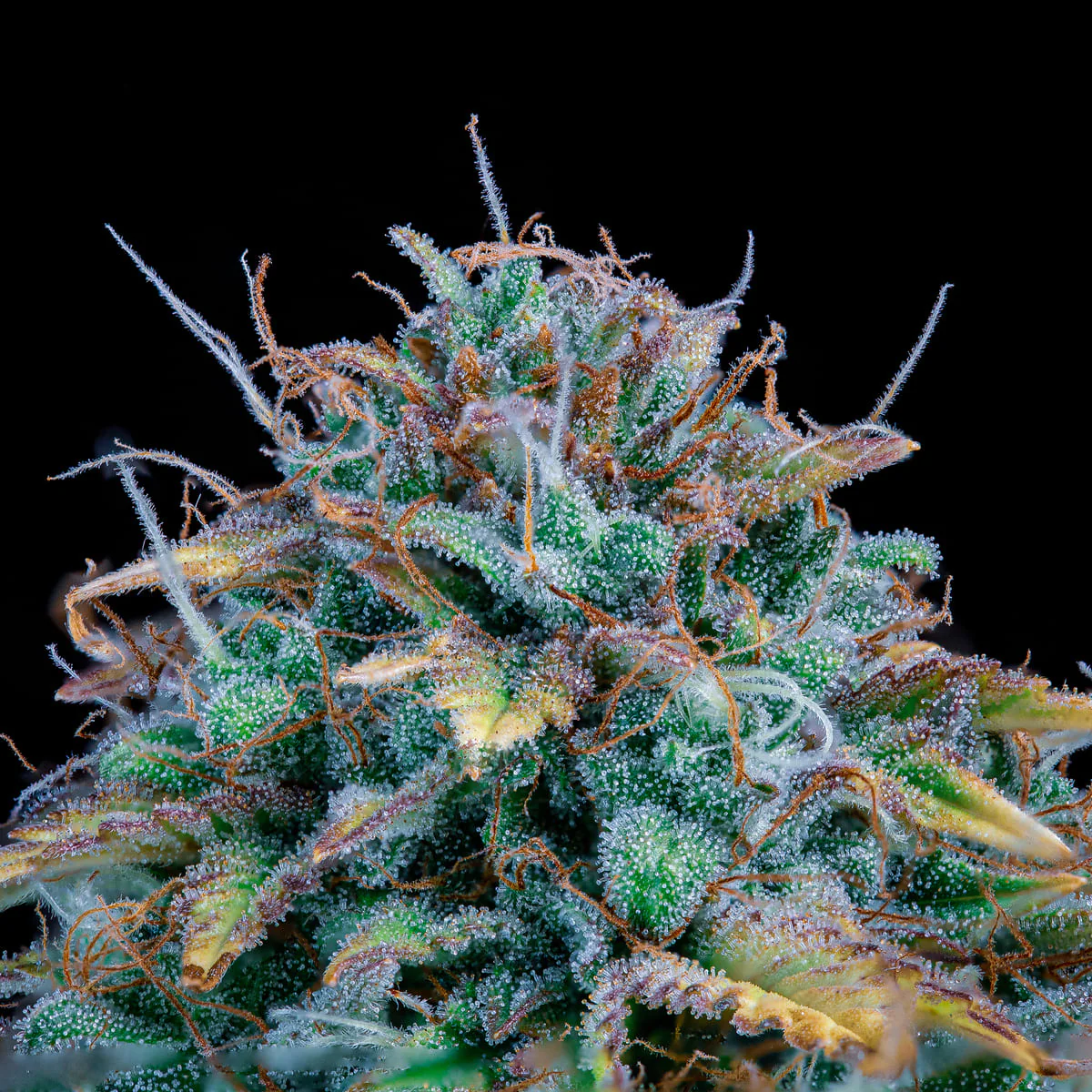Samsquanch OG - Image 2