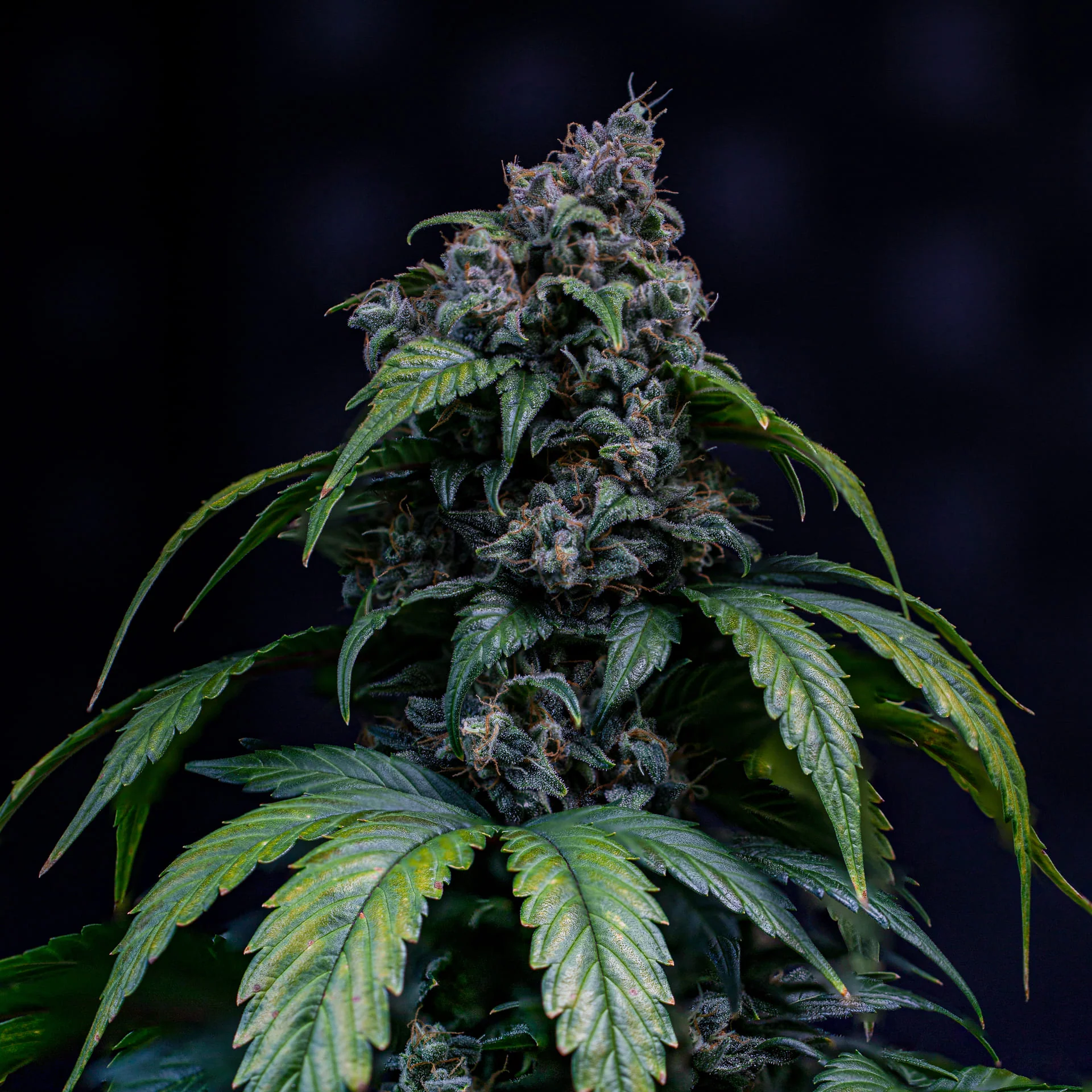 Sour Crack