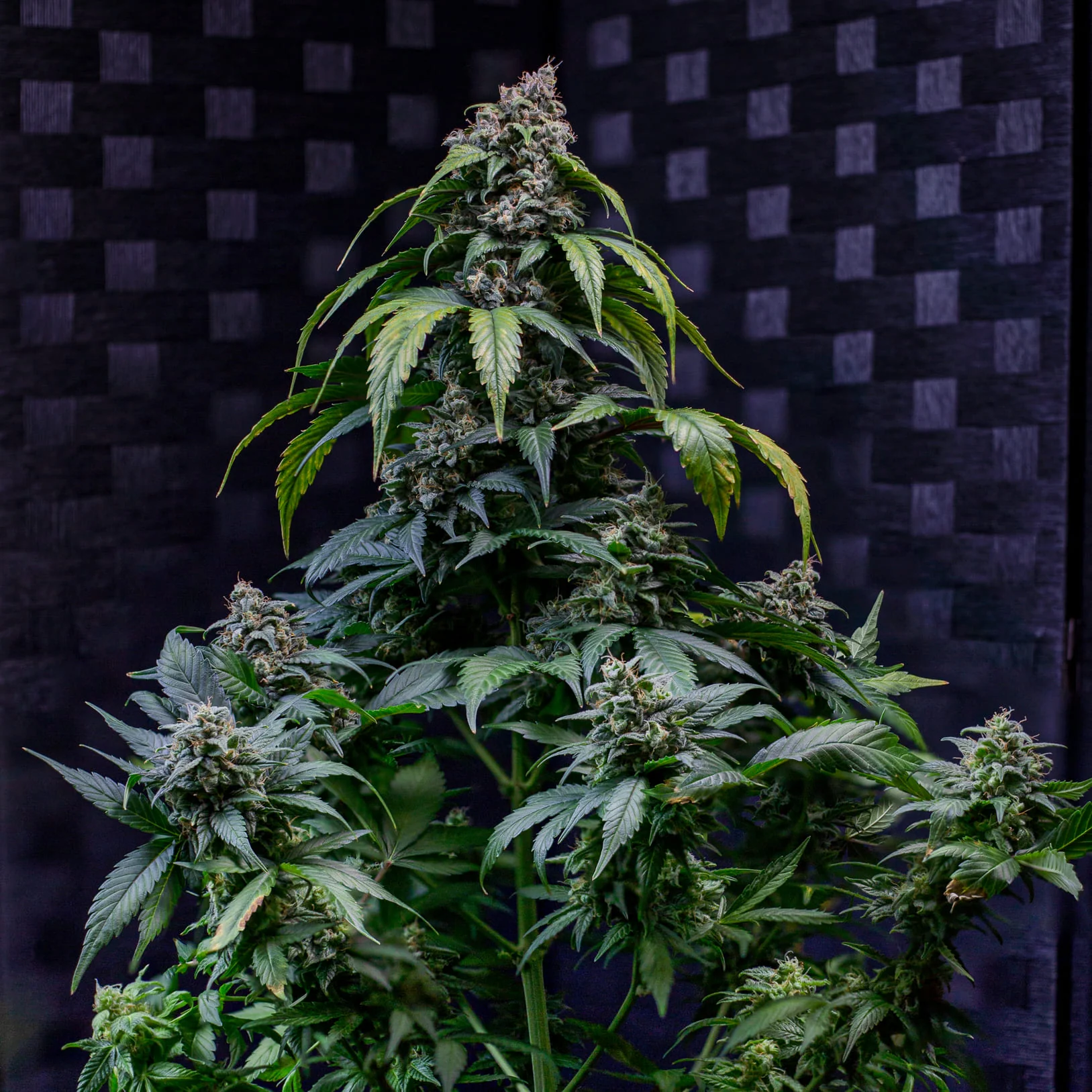 Sour Crack - Image 2