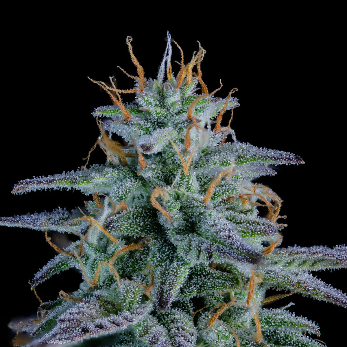 Strawberry Nuggets - Image 2