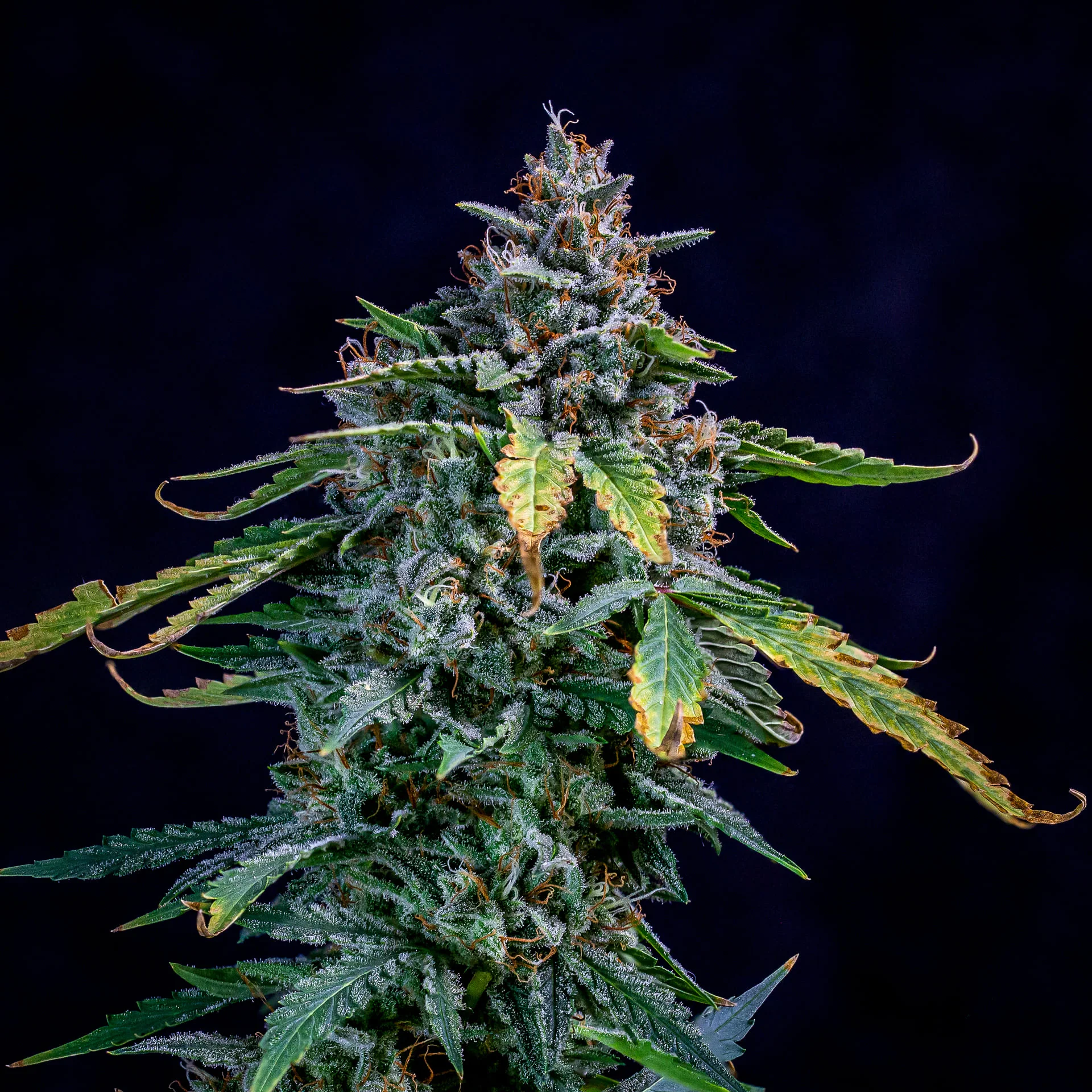 Walter White - Image 2